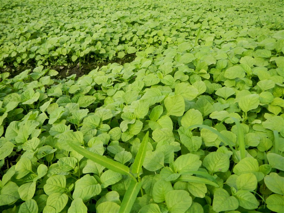 Vegetable plantations in Pulilan, Bulacan including the Ipomoea aquatica Ipomoea aquatica Kangkong Tsina LP Kangkong Ipomoea aquatica Forsk. Convolvulus reptans Linn.  Bok choy Brassica rapa subsp. ch