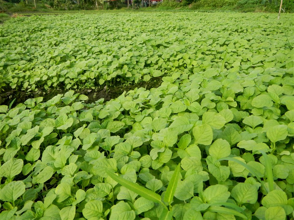 Vegetable plantations in Pulilan, Bulacan including the Ipomoea aquatica Ipomoea aquatica Kangkong Tsina LP Kangkong Ipomoea aquatica Forsk. Convolvulus reptans Linn.  Bok choy Brassica rapa subsp. ch
