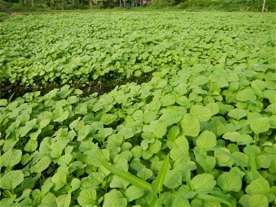 Vegetable plantations in Pulilan, Bulacan including the Ipomoea aquatica Ipomoea aquatica Kangkong Tsina LP Kangkong Ipomoea aquatica Forsk. Convolvulus reptans Linn.  Bok choy Brassica rapa subsp. ch