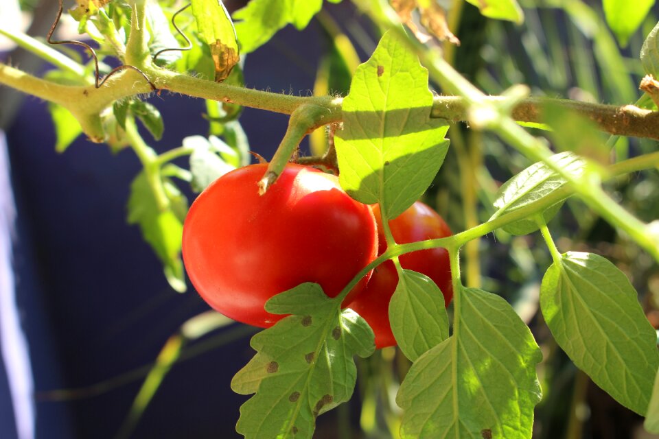 Tomato red green