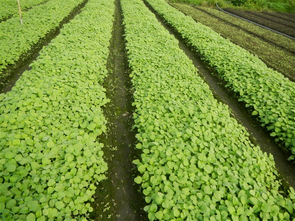 Vegetable plantations in Pulilan, Bulacan including the Ipomoea aquatica Ipomoea aquatica Kangkong Tsina LP Kangkong Ipomoea aquatica Forsk. Convolvulus reptans Linn.  Bok choy Brassica rapa subsp. ch
