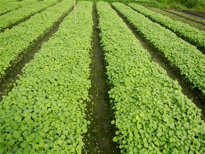 Vegetable plantations in Pulilan, Bulacan including the Ipomoea aquatica Ipomoea aquatica Kangkong Tsina LP Kangkong Ipomoea aquatica Forsk. Convolvulus reptans Linn.  Bok choy Brassica rapa subsp. ch