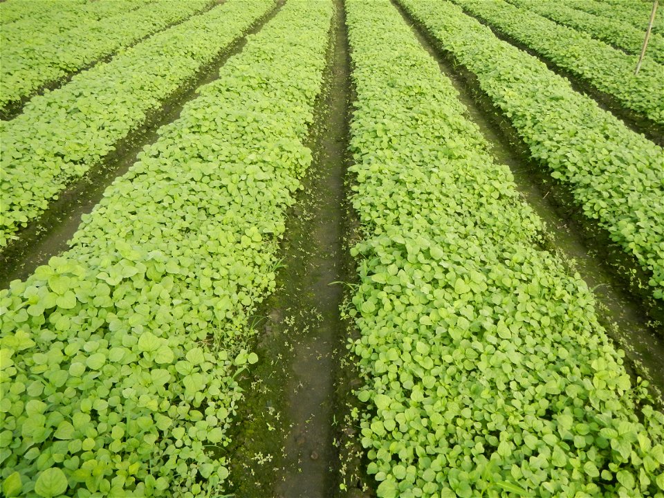 Vegetable plantations in Pulilan, Bulacan including the Ipomoea aquatica Ipomoea aquatica Kangkong Tsina LP Kangkong Ipomoea aquatica Forsk. Convolvulus reptans Linn.  Bok choy Brassica rapa subsp. ch