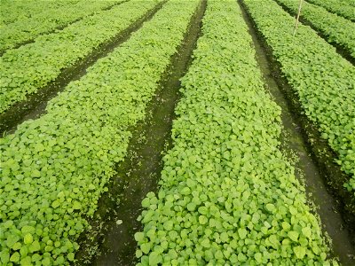 Vegetable plantations in Pulilan, Bulacan including the Ipomoea aquatica Ipomoea aquatica Kangkong Tsina LP Kangkong Ipomoea aquatica Forsk. Convolvulus reptans Linn.  Bok choy Brassica rapa subsp. ch
