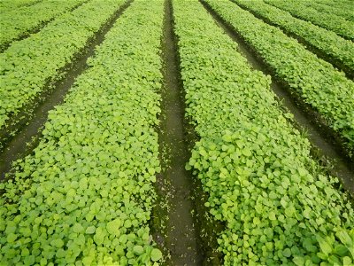 Vegetable plantations in Pulilan, Bulacan including the Ipomoea aquatica Ipomoea aquatica Kangkong Tsina LP Kangkong Ipomoea aquatica Forsk. Convolvulus reptans Linn.  Bok choy Brassica rapa subsp. ch