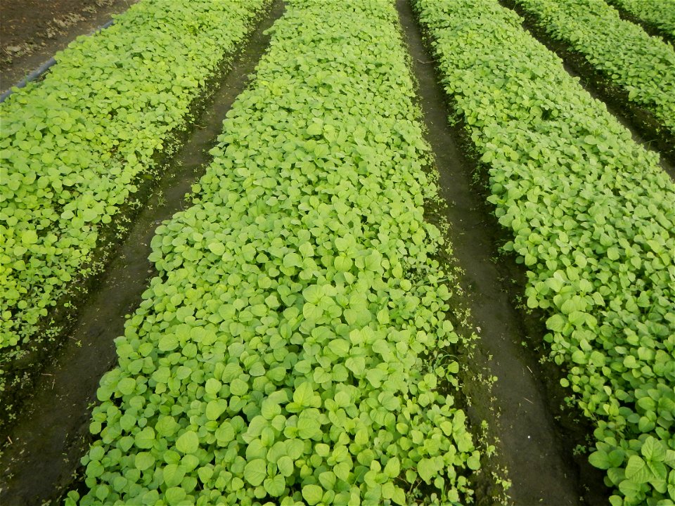 Vegetable plantations in Pulilan, Bulacan including the Ipomoea aquatica Ipomoea aquatica Kangkong Tsina LP Kangkong Ipomoea aquatica Forsk. Convolvulus reptans Linn.  Bok choy Brassica rapa subsp. ch
