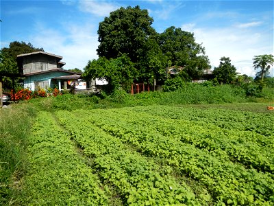Kangkung Ipomoea aquatica or Taiwanese or Chinese Kangkung, Spinacia oleracea and Solanum melongena fields in the Philippines in Barangay Taal, Pulilan, Bulacan, Hall, Chapel, Basketball court and Veg