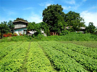 Kangkung Ipomoea aquatica or Taiwanese or Chinese Kangkung, Spinacia oleracea and Solanum melongena fields in the Philippines in Barangay Taal, Pulilan, Bulacan, Hall, Chapel, Basketball court and Veg