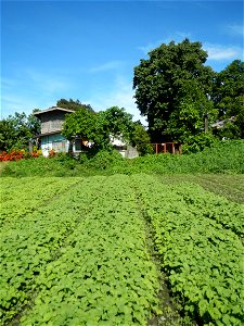 Kangkung Ipomoea aquatica or Taiwanese or Chinese Kangkung, Spinacia oleracea and Solanum melongena fields in the Philippines in Barangay Taal, Pulilan, Bulacan, Hall, Chapel, Basketball court and Veg