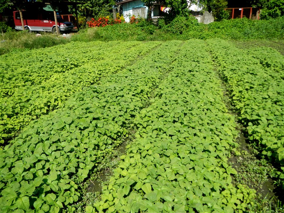 Kangkung Ipomoea aquatica or Taiwanese or Chinese Kangkung, Spinacia oleracea and Solanum melongena fields in the Philippines in Barangay Taal, Pulilan, Bulacan, Hall, Chapel, Basketball court and Veg