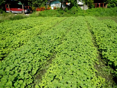 Kangkung Ipomoea aquatica or Taiwanese or Chinese Kangkung, Spinacia oleracea and Solanum melongena fields in the Philippines in Barangay Taal, Pulilan, Bulacan, Hall, Chapel, Basketball court and Veg