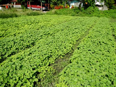 Kangkung Ipomoea aquatica or Taiwanese or Chinese Kangkung, Spinacia oleracea and Solanum melongena fields in the Philippines in Barangay Taal, Pulilan, Bulacan, Hall, Chapel, Basketball court and Veg