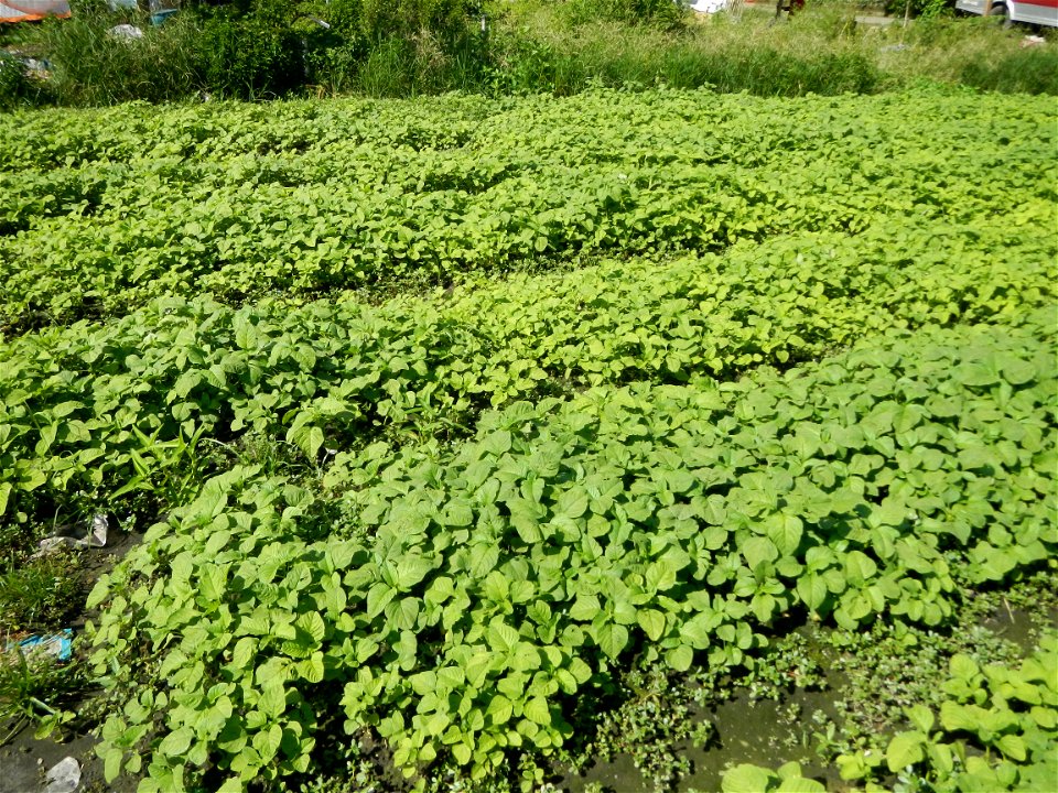 Kangkung Ipomoea aquatica or Taiwanese or Chinese Kangkung, Spinacia oleracea and Solanum melongena fields in the Philippines in Barangay Taal, Pulilan, Bulacan, Hall, Chapel, Basketball court and Veg