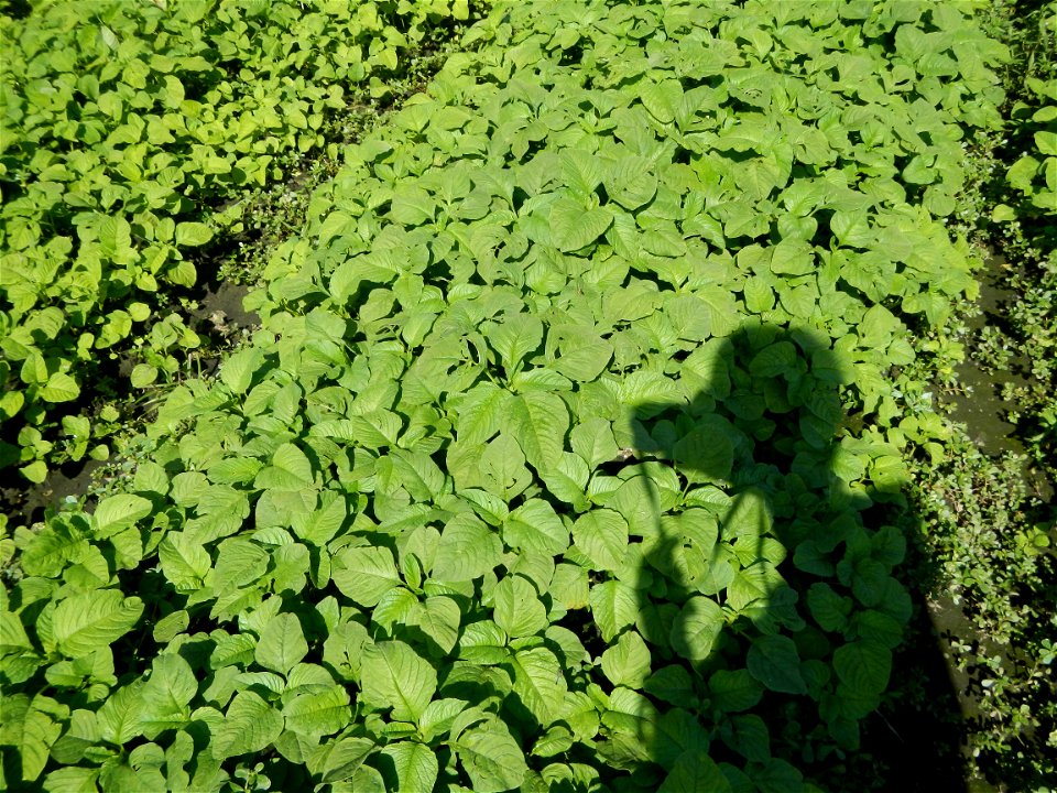 Kangkung Ipomoea aquatica or Taiwanese or Chinese Kangkung, Spinacia oleracea and Solanum melongena fields in the Philippines in Barangay Taal, Pulilan, Bulacan, Hall, Chapel, Basketball court and Veg