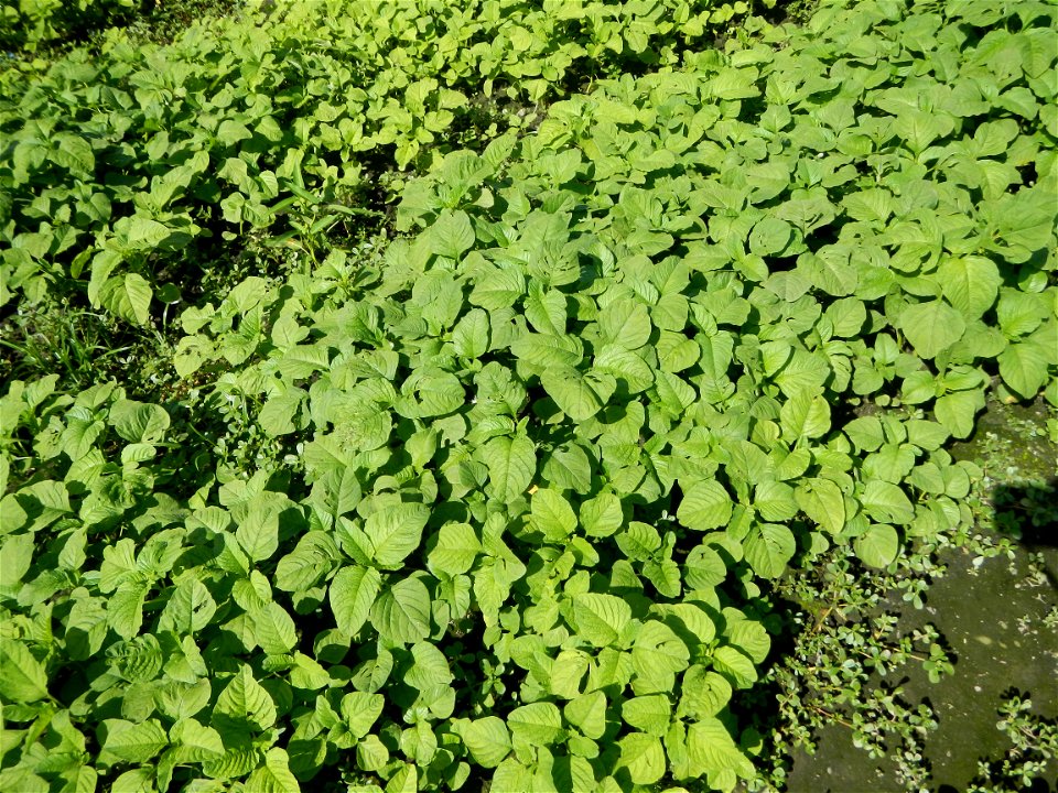 Kangkung Ipomoea aquatica or Taiwanese or Chinese Kangkung, Spinacia oleracea and Solanum melongena fields in the Philippines in Barangay Taal, Pulilan, Bulacan, Hall, Chapel, Basketball court and Veg