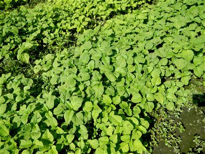 Kangkung Ipomoea aquatica or Taiwanese or Chinese Kangkung, Spinacia oleracea and Solanum melongena fields in the Philippines in Barangay Taal, Pulilan, Bulacan, Hall, Chapel, Basketball court and Veg