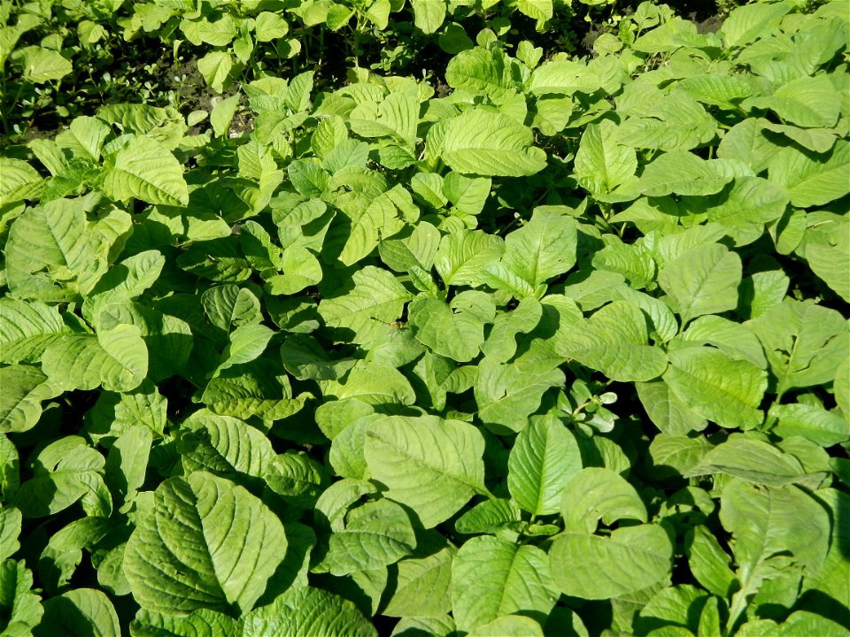 Kangkung Ipomoea aquatica or Taiwanese or Chinese Kangkung, Spinacia oleracea and Solanum melongena fields in the Philippines in Barangay Taal, Pulilan, Bulacan, Hall, Chapel, Basketball court and Veg