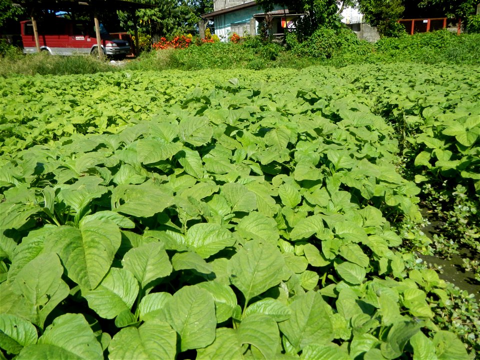 Kangkung Ipomoea aquatica or Taiwanese or Chinese Kangkung, Spinacia oleracea and Solanum melongena fields in the Philippines in Barangay Taal, Pulilan, Bulacan, Hall, Chapel, Basketball court and Veg