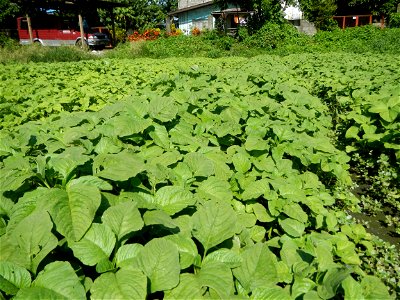 Kangkung Ipomoea aquatica or Taiwanese or Chinese Kangkung, Spinacia oleracea and Solanum melongena fields in the Philippines in Barangay Taal, Pulilan, Bulacan, Hall, Chapel, Basketball court and Veg