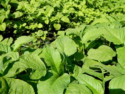 Kangkung Ipomoea aquatica or Taiwanese or Chinese Kangkung, Spinacia oleracea and Solanum melongena fields in the Philippines in Barangay Taal, Pulilan, Bulacan, Hall, Chapel, Basketball court and Veg
