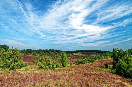 Heather nature reserve plant