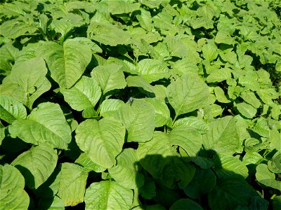 Kangkung Ipomoea aquatica or Taiwanese or Chinese Kangkung, Spinacia oleracea and Solanum melongena fields in the Philippines in Barangay Taal, Pulilan, Bulacan, Hall, Chapel, Basketball court and Veg