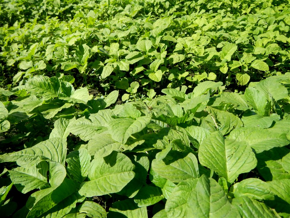 Kangkung Ipomoea aquatica or Taiwanese or Chinese Kangkung, Spinacia oleracea and Solanum melongena fields in the Philippines in Barangay Taal, Pulilan, Bulacan, Hall, Chapel, Basketball court and Veg
