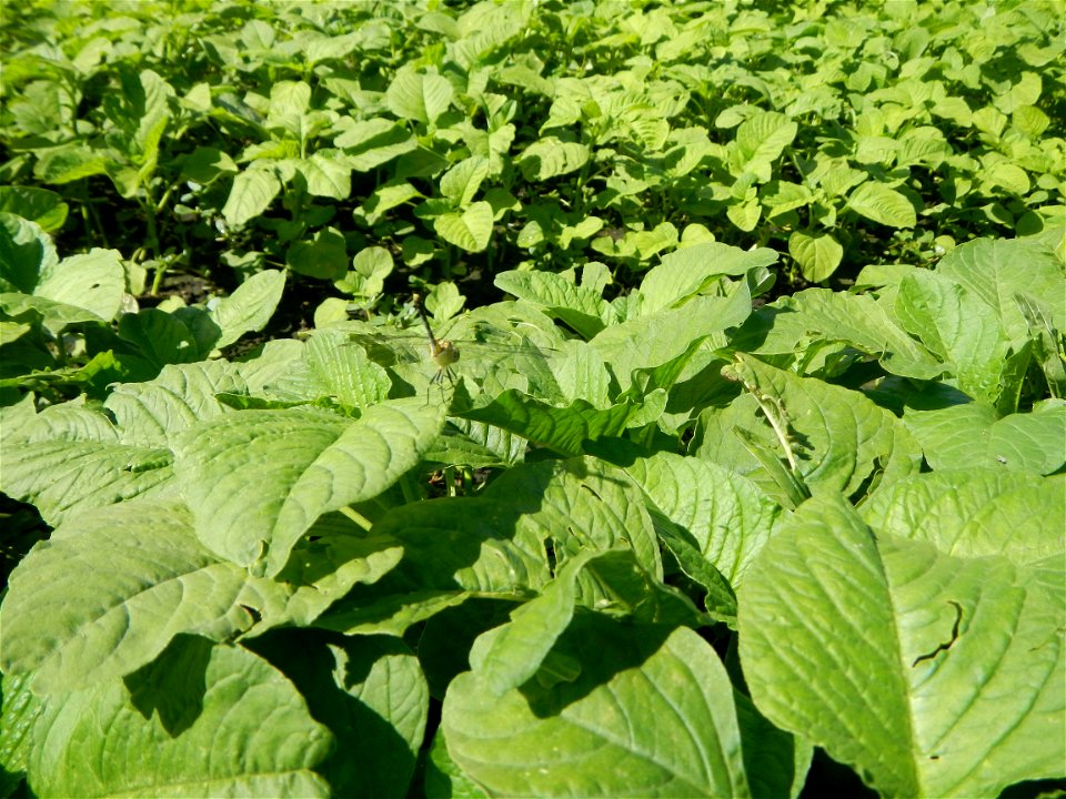 Kangkung Ipomoea aquatica or Taiwanese or Chinese Kangkung, Spinacia oleracea and Solanum melongena fields in the Philippines in Barangay Taal, Pulilan, Bulacan, Hall, Chapel, Basketball court and Veg