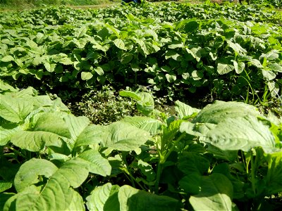 Kangkung Ipomoea aquatica or Taiwanese or Chinese Kangkung, Spinacia oleracea and Solanum melongena fields in the Philippines in Barangay Taal, Pulilan, Bulacan, Hall, Chapel, Basketball court and Veg