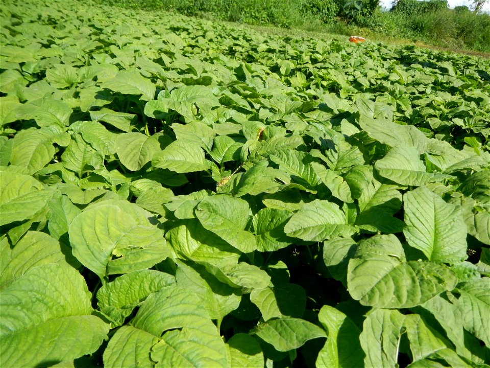 Kangkung Ipomoea aquatica or Taiwanese or Chinese Kangkung, Spinacia oleracea and Solanum melongena fields in the Philippines in Barangay Taal, Pulilan, Bulacan, Hall, Chapel, Basketball court and Veg