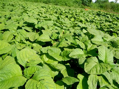 Kangkung Ipomoea aquatica or Taiwanese or Chinese Kangkung, Spinacia oleracea and Solanum melongena fields in the Philippines in Barangay Taal, Pulilan, Bulacan, Hall, Chapel, Basketball court and Veg