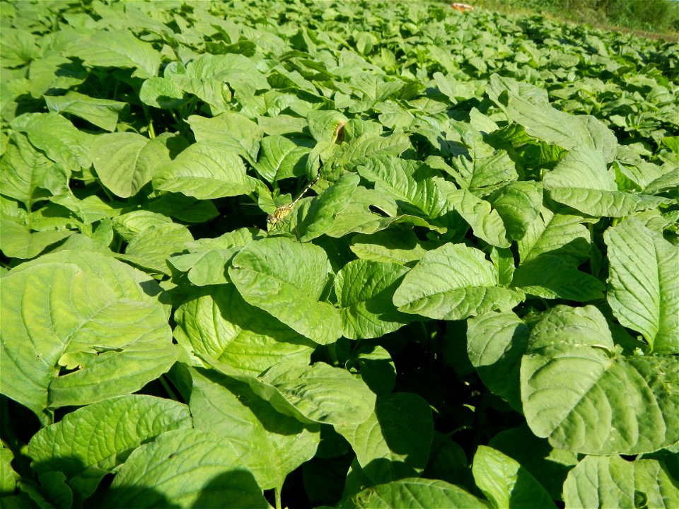 Kangkung Ipomoea aquatica or Taiwanese or Chinese Kangkung, Spinacia oleracea and Solanum melongena fields in the Philippines in Barangay Taal, Pulilan, Bulacan, Hall, Chapel, Basketball court and Veg