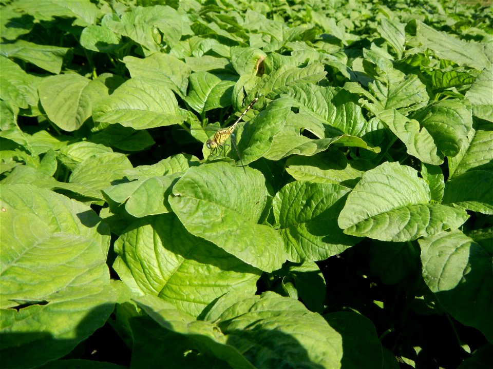 Kangkung Ipomoea aquatica or Taiwanese or Chinese Kangkung, Spinacia oleracea and Solanum melongena fields in the Philippines in Barangay Taal, Pulilan, Bulacan, Hall, Chapel, Basketball court and Veg