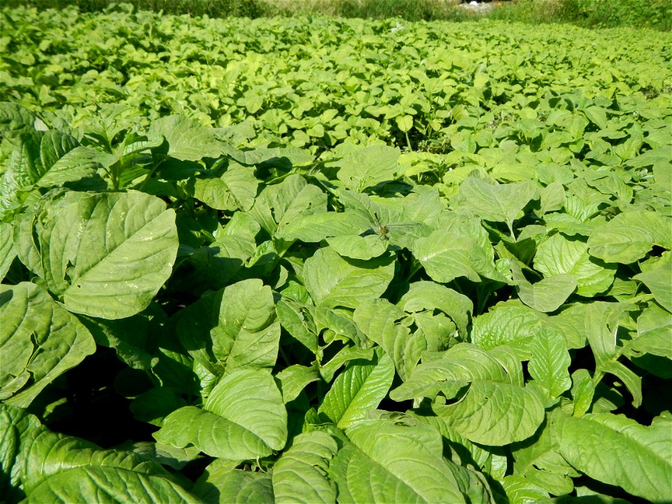 Kangkung Ipomoea aquatica or Taiwanese or Chinese Kangkung, Spinacia oleracea and Solanum melongena fields in the Philippines in Barangay Taal, Pulilan, Bulacan, Hall, Chapel, Basketball court and Veg