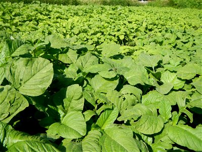 Kangkung Ipomoea aquatica or Taiwanese or Chinese Kangkung, Spinacia oleracea and Solanum melongena fields in the Philippines in Barangay Taal, Pulilan, Bulacan, Hall, Chapel, Basketball court and Veg