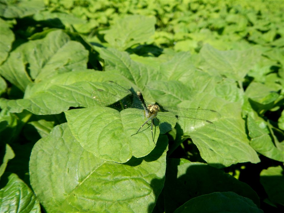 Unidentified Gomphidae over Kangkung Ipomoea aquatica or Taiwanese or Chinese Kangkung, Spinacia oleracea and Solanum melongena fields in the Philippines in Barangay Taal, Pulilan, Bulacan, Hall, Chap
