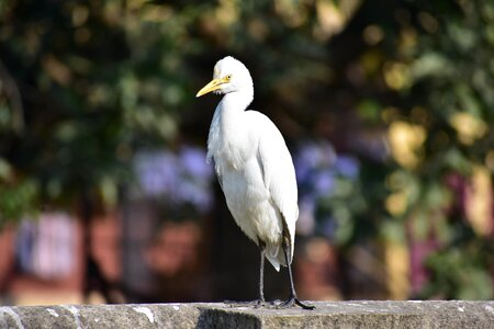 Heron indian heron white bird