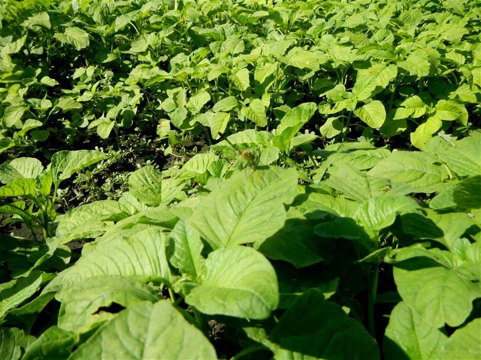 Unidentified Gomphidae over Kangkung Ipomoea aquatica or Taiwanese or Chinese Kangkung, Spinacia oleracea and Solanum melongena fields in the Philippines in Barangay Taal, Pulilan, Bulacan, Hall, Chap