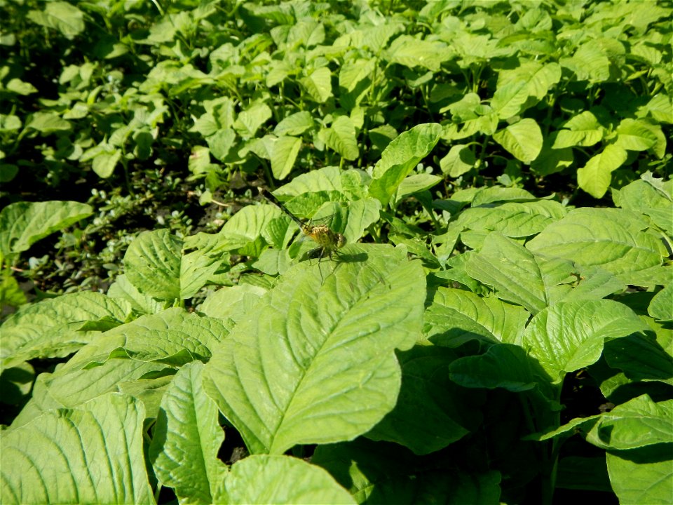 Unidentified Gomphidae over Kangkung Ipomoea aquatica or Taiwanese or Chinese Kangkung, Spinacia oleracea and Solanum melongena fields in the Philippines in Barangay Taal, Pulilan, Bulacan, Hall, Chap