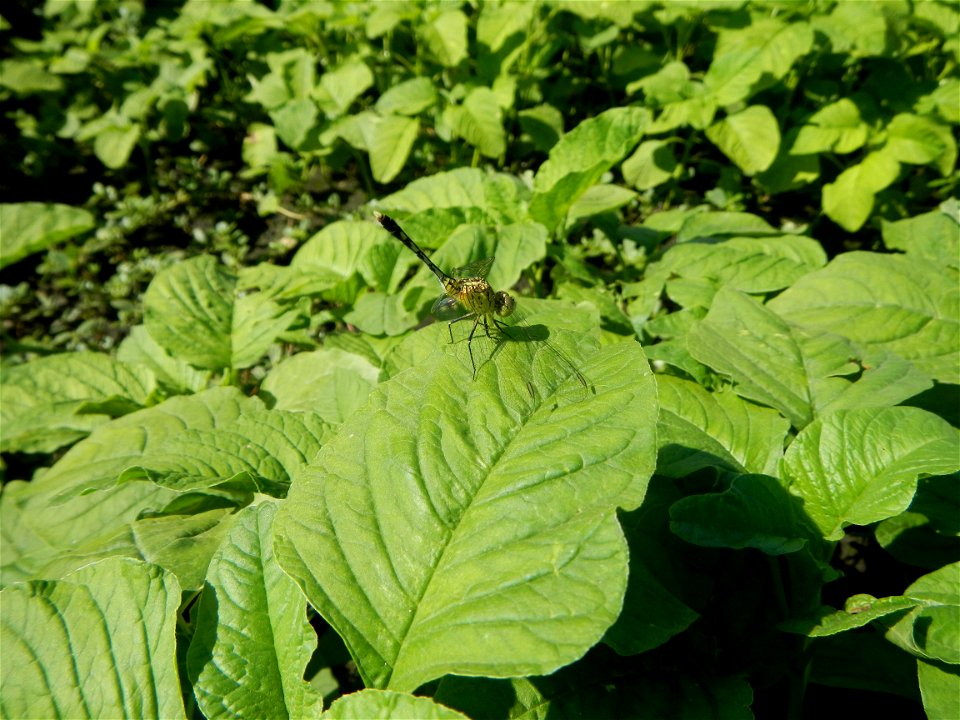 Unidentified Gomphidae over Kangkung Ipomoea aquatica or Taiwanese or Chinese Kangkung, Spinacia oleracea and Solanum melongena fields in the Philippines in Barangay Taal, Pulilan, Bulacan, Hall, Chap
