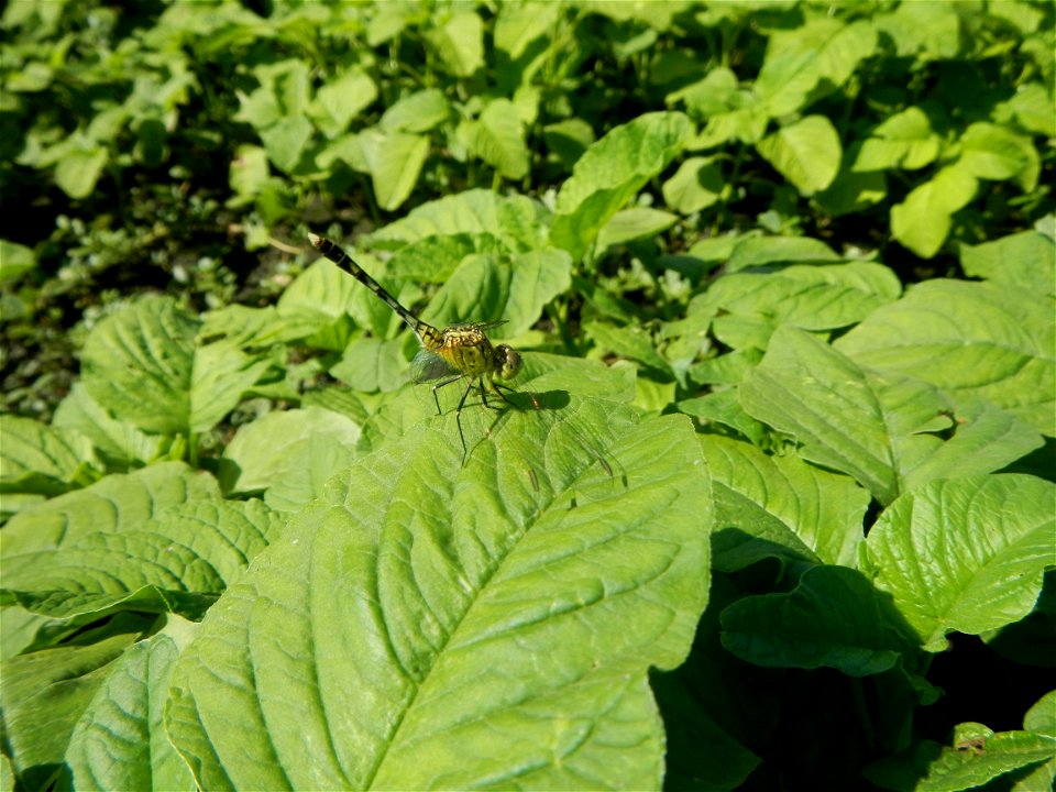 Unidentified Gomphidae over Kangkung Ipomoea aquatica or Taiwanese or Chinese Kangkung, Spinacia oleracea and Solanum melongena fields in the Philippines in Barangay Taal, Pulilan, Bulacan, Hall, Chap