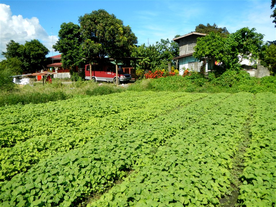 Unidentified Gomphidae over Kangkung Ipomoea aquatica or Taiwanese or Chinese Kangkung, Spinacia oleracea and Solanum melongena fields in the Philippines in Barangay Taal, Pulilan, Bulacan, Hall, Chap