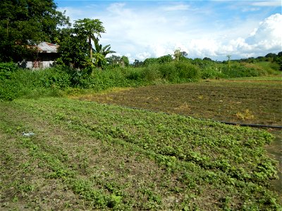 Unidentified Gomphidae over Kangkung Ipomoea aquatica or Taiwanese or Chinese Kangkung, Spinacia oleracea and Solanum melongena fields in the Philippines in Barangay Taal, Pulilan, Bulacan, Hall, Chap
