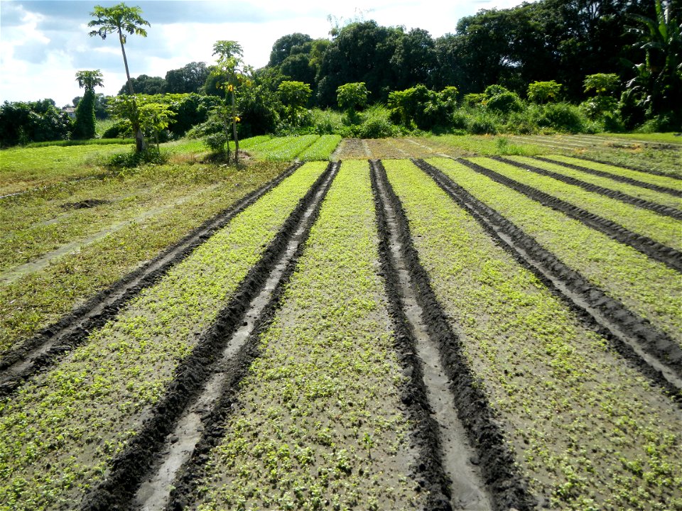 Unidentified Gomphidae over Kangkung Ipomoea aquatica or Taiwanese or Chinese Kangkung, Spinacia oleracea and Solanum melongena fields in the Philippines in Barangay Taal, Pulilan, Bulacan, Hall, Chap