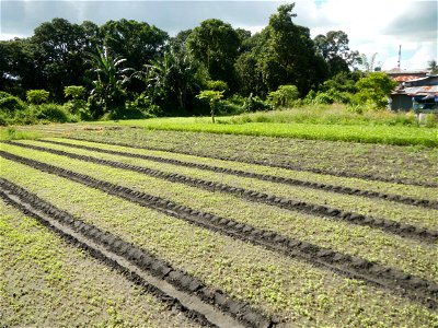 Unidentified Gomphidae over Kangkung Ipomoea aquatica or Taiwanese or Chinese Kangkung, Spinacia oleracea and Solanum melongena fields in the Philippines in Barangay Taal, Pulilan, Bulacan, Hall, Chap
