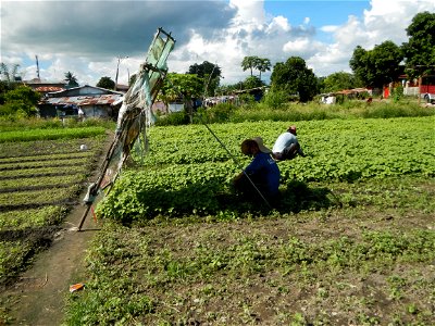Unidentified Gomphidae over Kangkung Ipomoea aquatica or Taiwanese or Chinese Kangkung, Spinacia oleracea and Solanum melongena fields in the Philippines in Barangay Taal, Pulilan, Bulacan, Hall, Chap