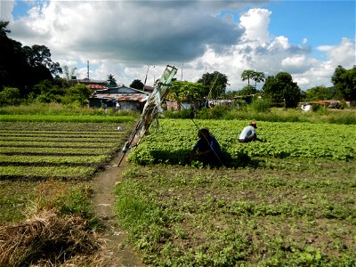 Unidentified Gomphidae over Kangkung Ipomoea aquatica or Taiwanese or Chinese Kangkung, Spinacia oleracea and Solanum melongena fields in the Philippines in Barangay Taal, Pulilan, Bulacan, Hall, Chap