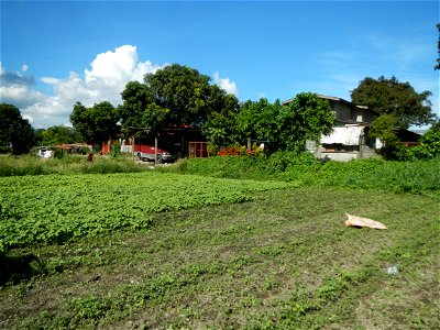 Unidentified Gomphidae over Kangkung Ipomoea aquatica or Taiwanese or Chinese Kangkung, Spinacia oleracea and Solanum melongena fields in the Philippines in Barangay Taal, Pulilan, Bulacan, Hall, Chap