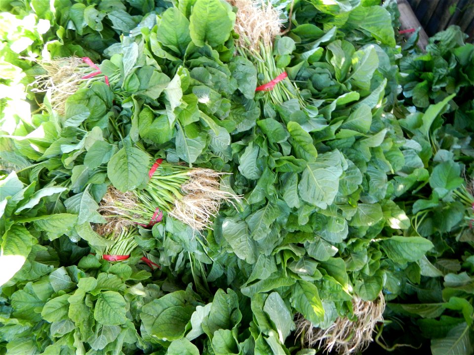 Unidentified Gomphidae over Kangkung Ipomoea aquatica or Taiwanese or Chinese Kangkung, Spinacia oleracea and Solanum melongena fields in the Philippines in Barangay Taal, Pulilan, Bulacan, Hall, Chap