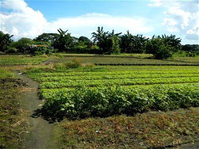 Unidentified Gomphidae over Kangkung Ipomoea aquatica or Taiwanese or Chinese Kangkung, Spinacia oleracea and Solanum melongena fields in the Philippines in Barangay Taal, Pulilan, Bulacan, Hall, Chap